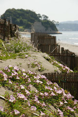 080507��Τ���ͥϥޥҥ륬��