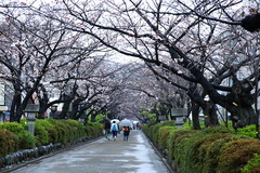 140330�ʳ륵����