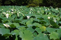 120730��ʿ�ӥϥ���