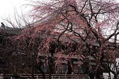 170326�ܳл������쥶���飱