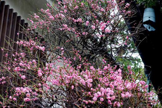 130218本覚寺ウメ