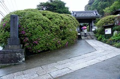 120503安養院ツツジ