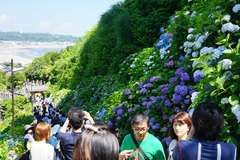 140615成就院アジサイ1