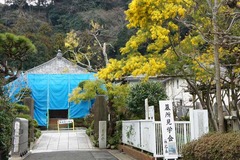 110308来迎寺ミモザ