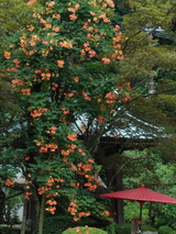 050723��¢���Υ����󥫥���