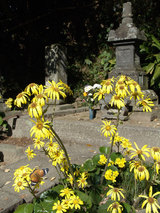 051119安養院ツワブキ