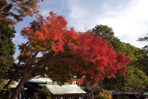 101201鎌倉宮紅葉1