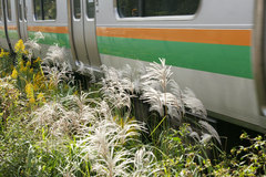 081019���ܲ���������