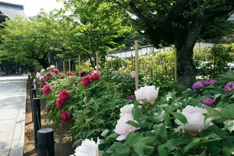 110430��Ĺ���ܥ���3