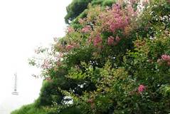 090812�ܳл����륹�٥�1