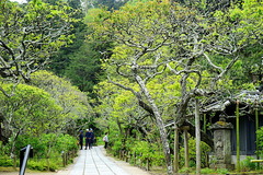 190422東慶寺新緑