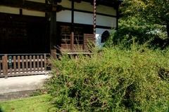100918¾ô¸÷ÌÀ»û¥Ï¥®