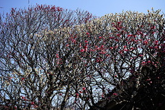 190305Êõ²ü»û¥¦¥á1