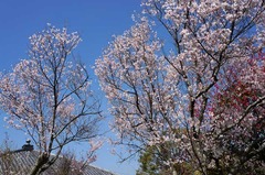 130319Åì·Ä»û¥Ò¥¬¥ó¥¶¥¯¥é