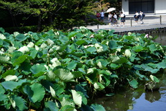 150717�ᲬȬȨ�ܥϥ�