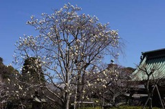 110319長谷寺ハクモクレン