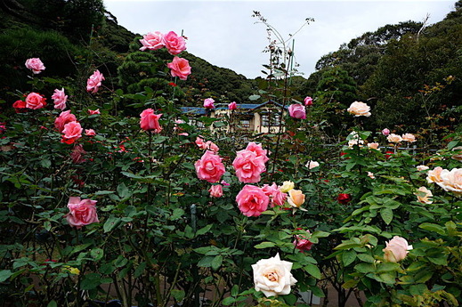 161109����ʸ�شۥХ�1