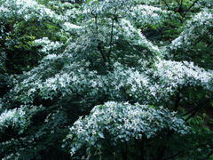 080531��Ļ���ޥܥ���