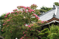 080810��ʡ�����륹�٥�