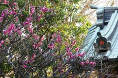 100127常立寺ウメ2