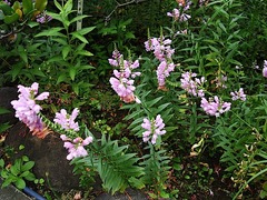 150913�繪���ϥʥȥ�Υ�