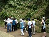 070623東慶寺イワタバコ