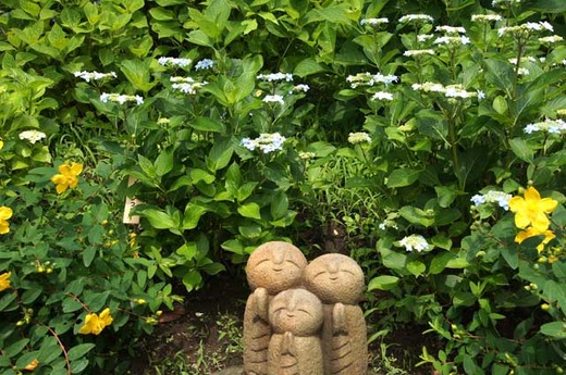 110612長谷寺アジサイ