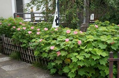 130804̯δ���ե襦1