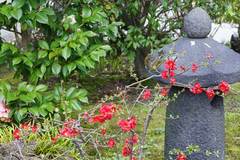 100313�繪���ܥ�