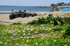 160515由比ヶ浜ハマヒルガオ2