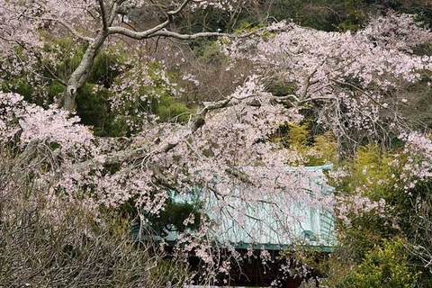 090328¸÷§»û¥·¥À¥ì¥¶¥¯¥é