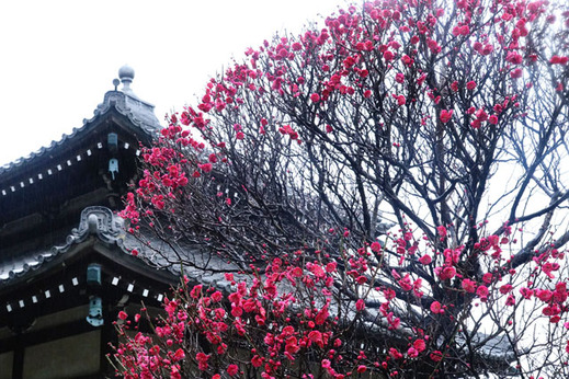 130218本覚寺ウメ2