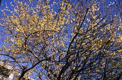 150118�̳��ҥ����Х�2