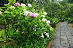 140612Åì·Ä»û¥¢¥¸¥µ¥¤