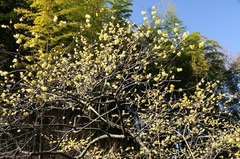 150126��������Х�