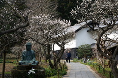 160306東慶寺ウメ3