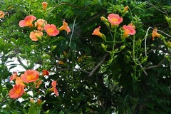 130624�ܳл��Υ����󥫥���