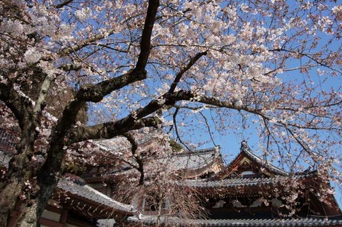 110406長谷寺サクラ