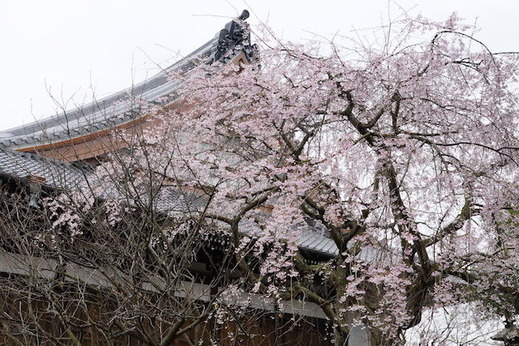 160324本覚寺シダレザクラ1