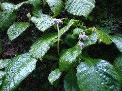 080531��Ļ����勵�Х�