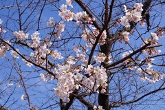 140309段葛サクラ