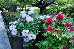 150426��Ĺ���ܥ���1