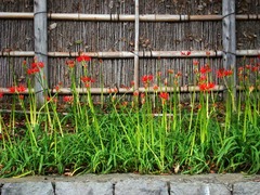 100924ȬȨ�ܥҥ���Х�