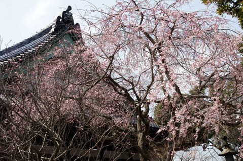 110330本覚寺シダレザクラ