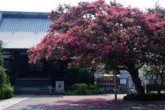 130812�ܶ������륹�٥꣱