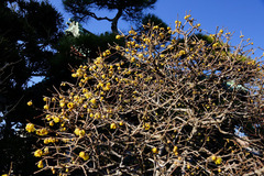 130124�繪�������Х�