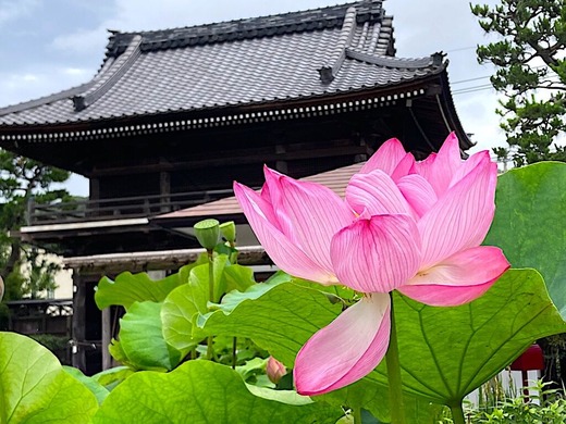 200707本覚寺ハス2
