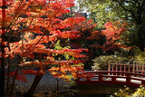 071205八幡宮紅葉