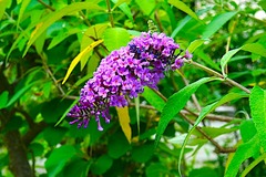 240625�繪���֥åɥ쥢