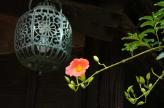 120918³¤Â¢»û¥Î¥¦¥¼¥ó¥«¥º¥é